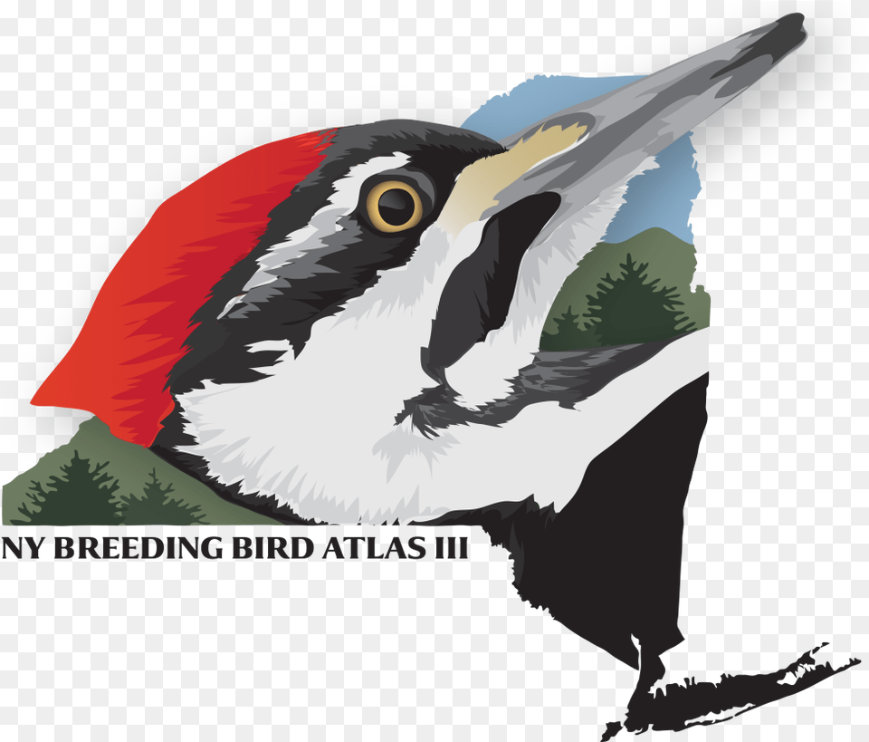 Ny Breeding Bird Atlas, Animal, Beak, Woodpecker Free Png