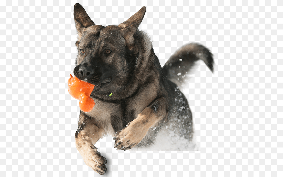 Nyc Doggies, Animal, Canine, Dog, German Shepherd Png Image