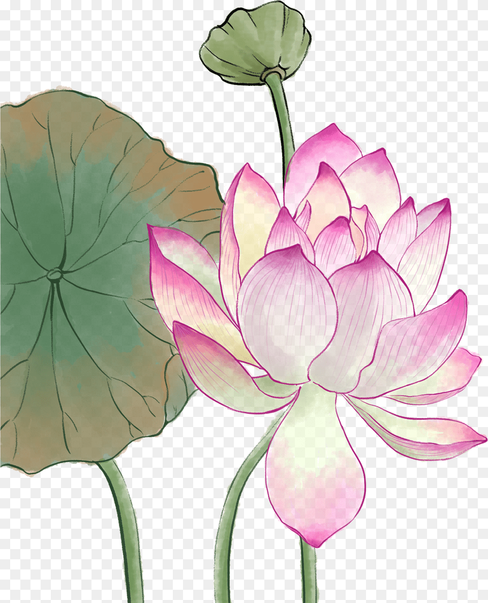 Nymphaea Nelumbo, Flower, Plant, Petal, Lily Png