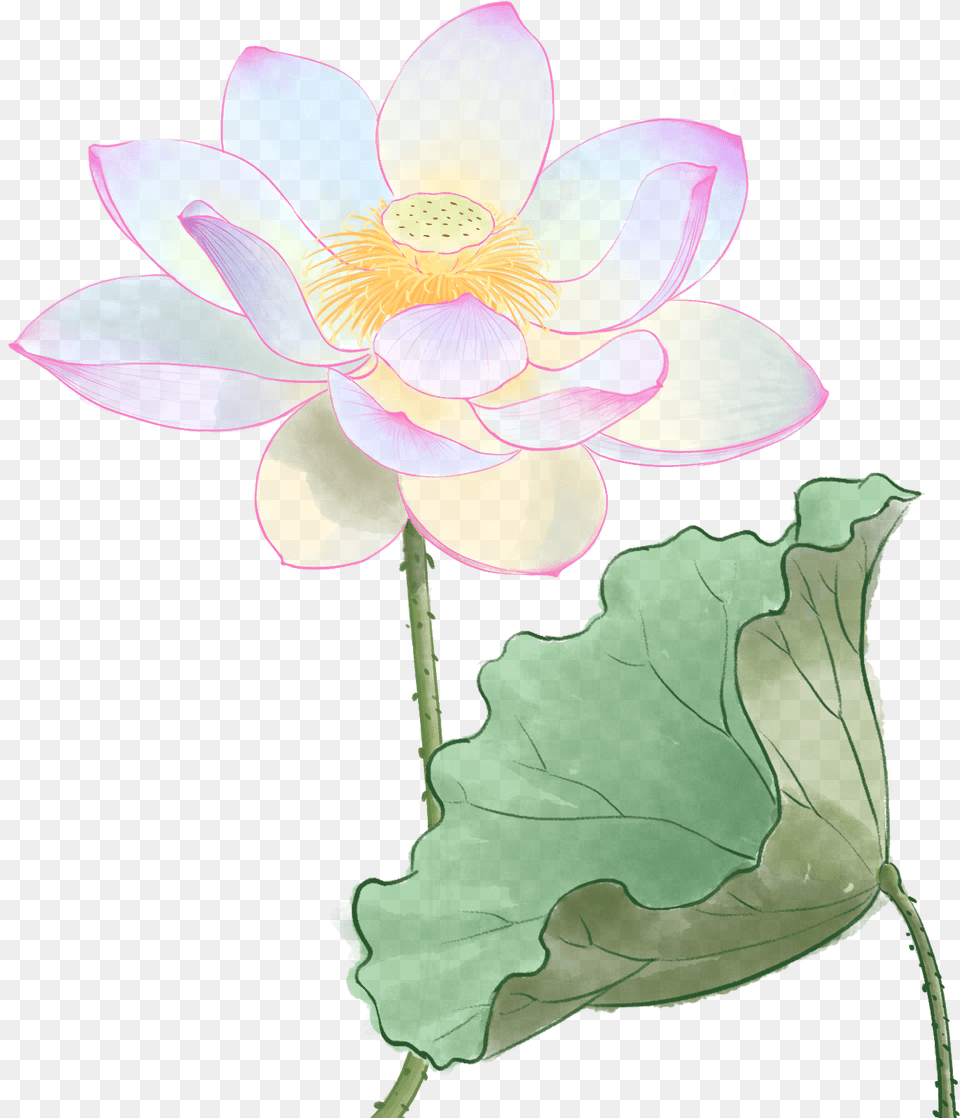 Nymphaea Nelumbo, Flower, Plant, Lily, Anemone Free Png Download