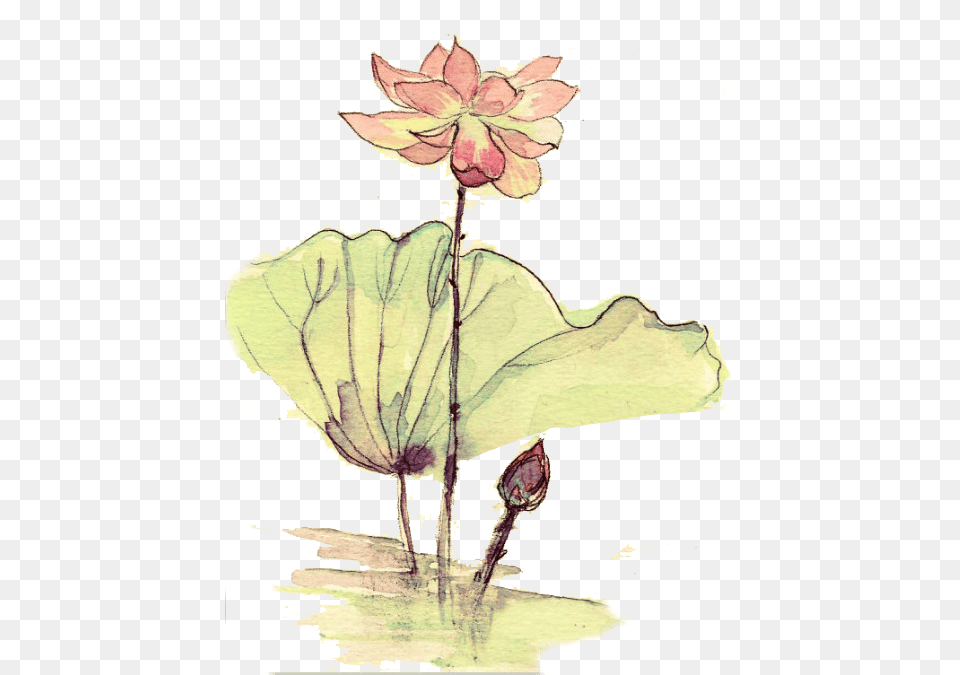 Nymphaea Nelumbo, Flower, Plant, Art, Painting Free Transparent Png