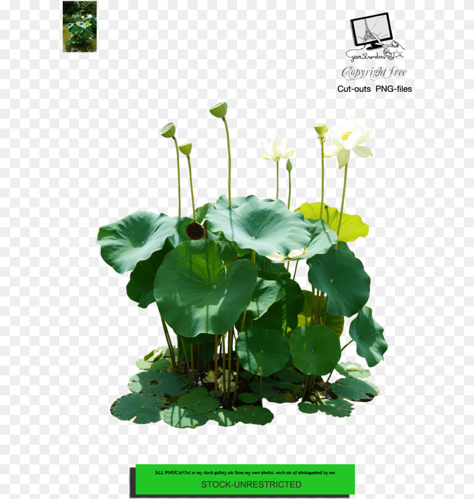 Nymphaea Nelumbo, Flower, Plant, Lily, Pond Lily Png