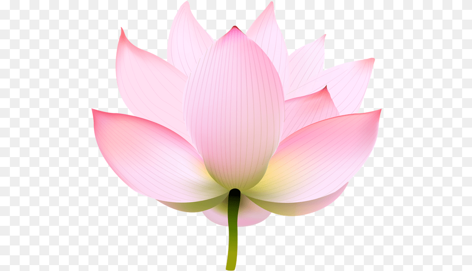 Nymphaea Nelumbo Portable Network Graphics Clip Sacred Lotus, Dahlia, Flower, Petal, Plant Png Image