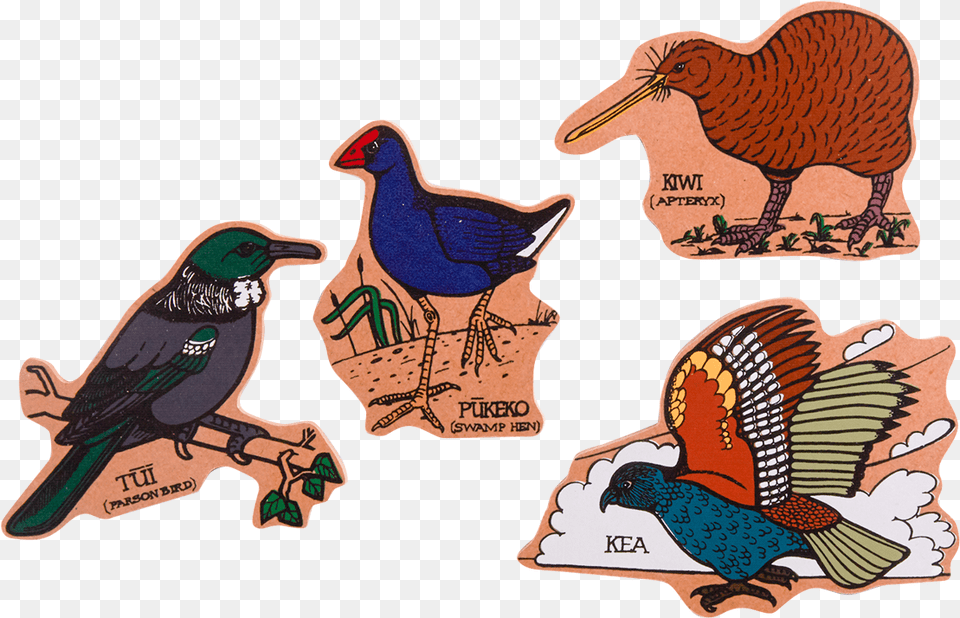 Nz Bird 3 Image Birds Of New Zealand, Animal, Beak, Kiwi Bird Free Png