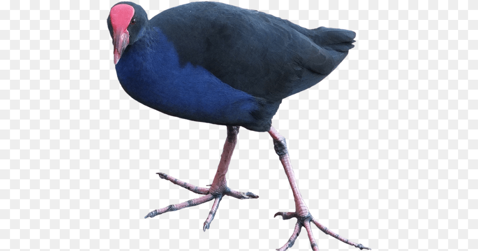 Nz Bird Transparent Background, Animal Free Png