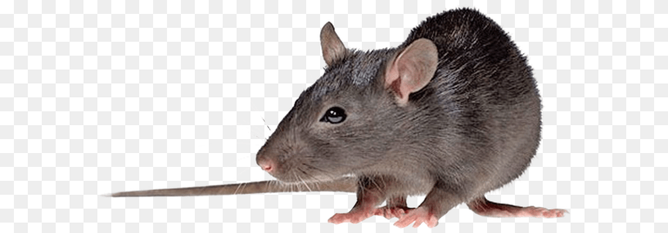 Nzwxn Hantavirus, Animal, Mammal, Rodent, Rat Png Image