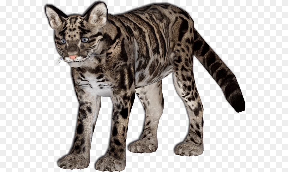 O Kitty Leopard Clouded Leopard, Animal, Mammal, Wildlife, Panther Png
