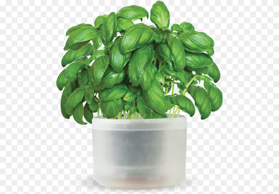 O Hanlon Herbs Flowerpot, Leaf, Plant, Potted Plant, Herbal Png