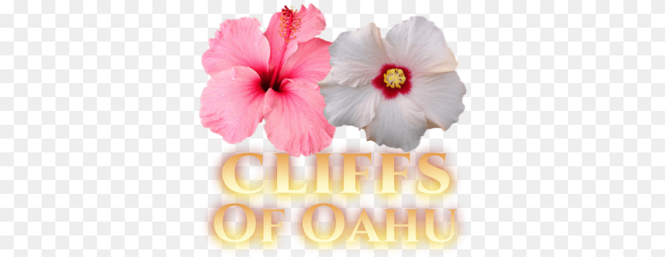Oahu Wedding With Helaine Pink Plumeria Bouquet Hibiscus Flower, Plant Png Image