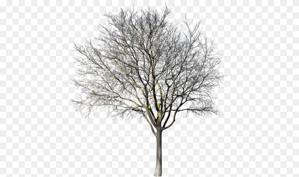 Oak, Ice, Nature, Outdoors, Plant Free Png Download