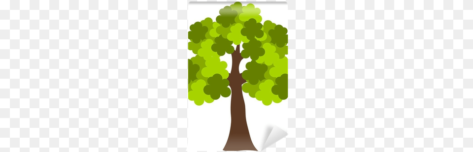 Oak, Plant, Sycamore, Tree, Tree Trunk Free Transparent Png