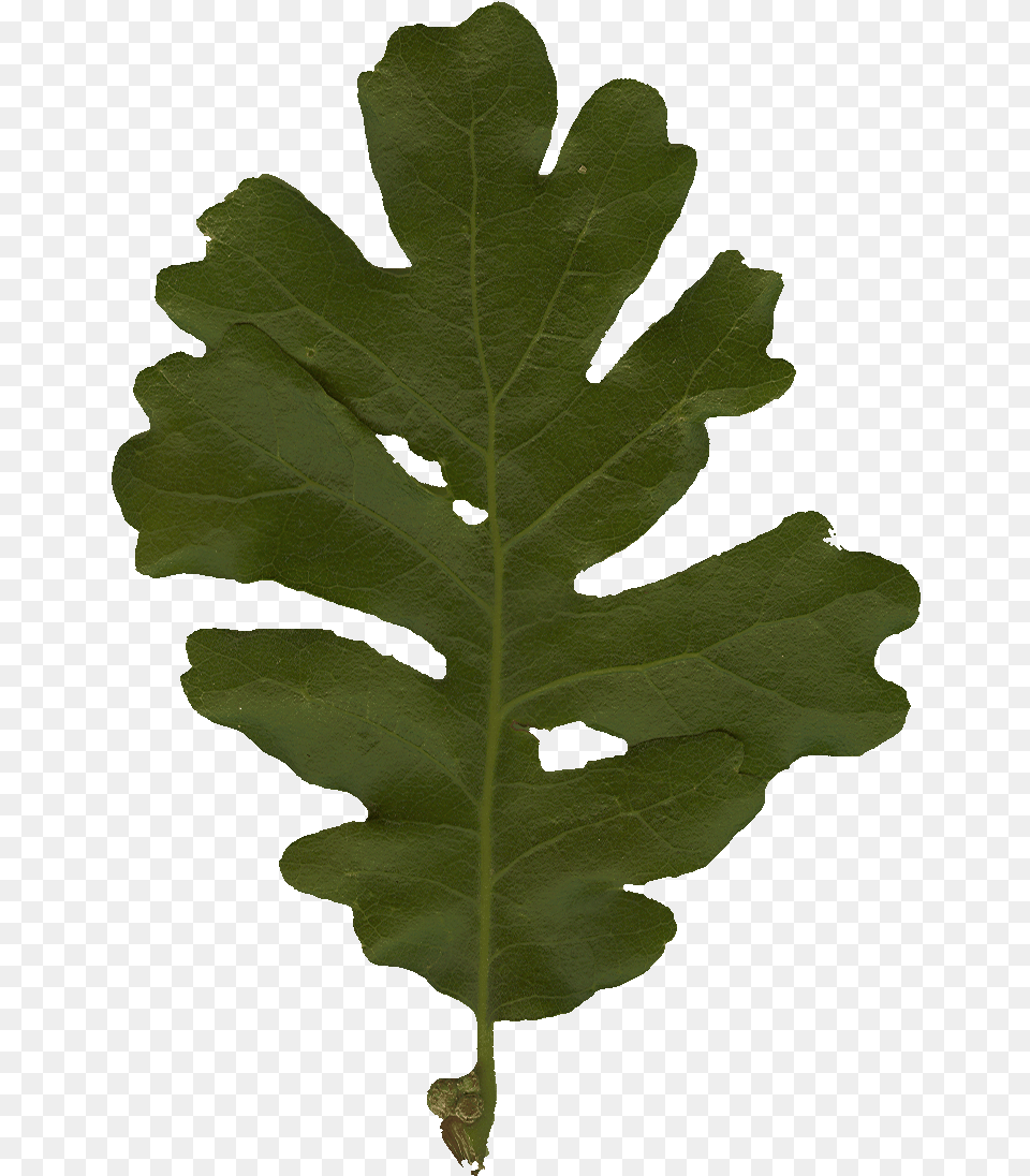 Oak, Leaf, Plant, Tree Free Png Download