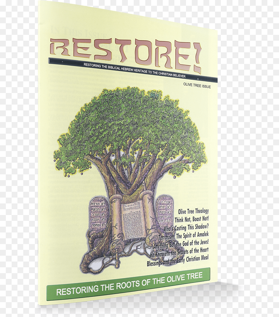 Oak, Advertisement, Plant, Poster, Potted Plant Free Png Download