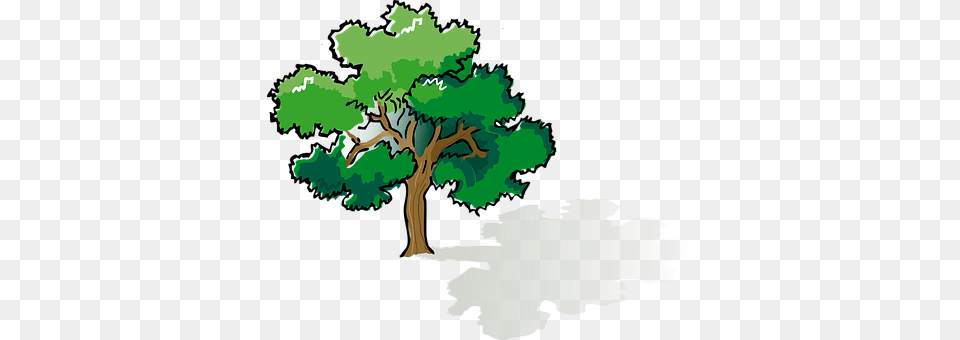 Oak Tree, Sycamore, Plant, Vegetation Free Transparent Png