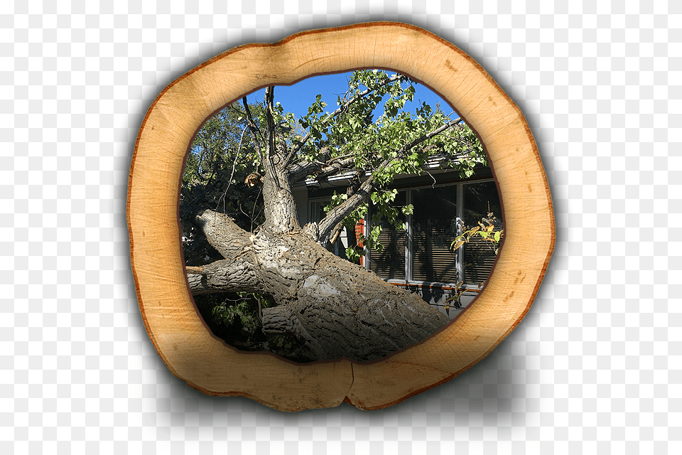 Oak, Plant, Tree, Tree Trunk, Wood Free Transparent Png