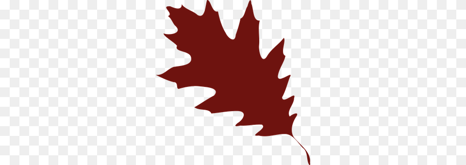 Oak Leaf, Plant, Tree, Maple Leaf Free Png