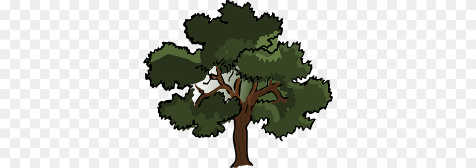 Oak Plant, Sycamore, Tree, Vegetation Free Transparent Png