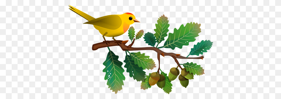 Oak Leaf, Plant, Animal, Bird Free Png Download