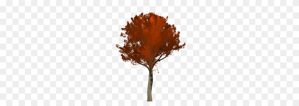 Oak Maple, Plant, Tree, Leaf Free Png