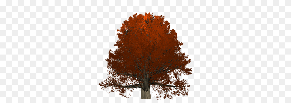 Oak Maple, Plant, Tree, Tree Trunk Free Png