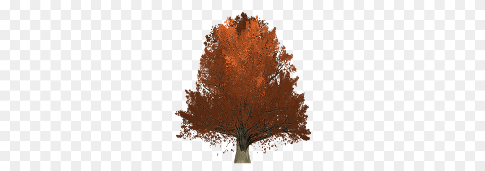 Oak Maple, Plant, Tree, Adult Png