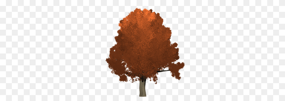Oak Maple, Plant, Tree, Bonfire Png Image