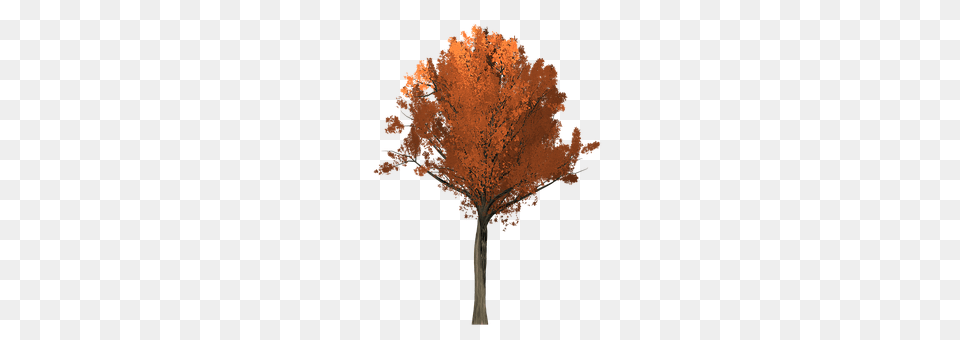 Oak Leaf, Maple, Plant, Tree Png