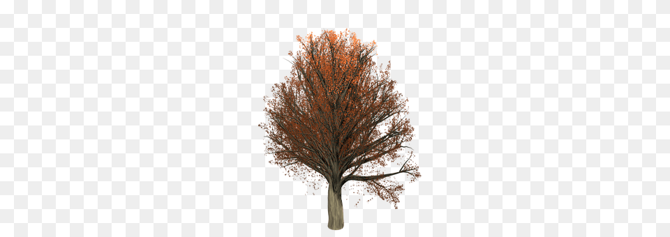 Oak Maple, Plant, Tree, Art Free Transparent Png