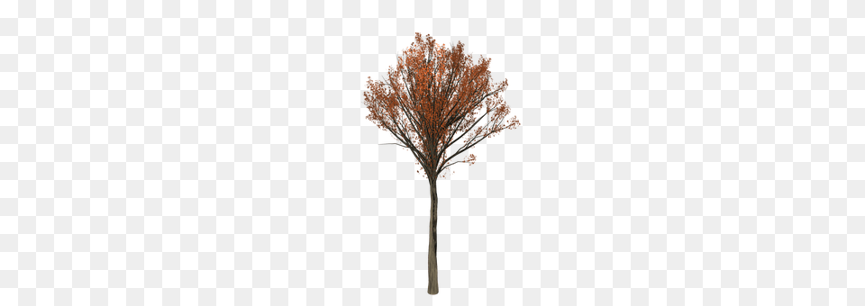 Oak Plant, Tree, Maple Free Png