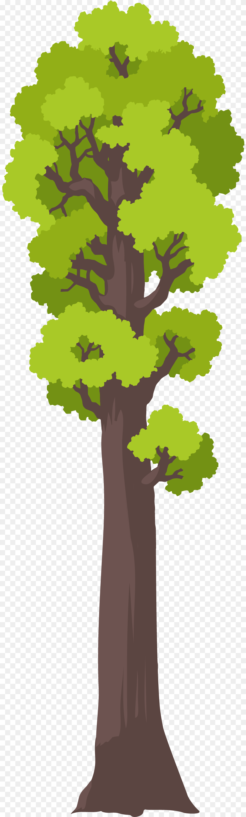 Oak, Plant, Tree, Tree Trunk, Sycamore Free Png Download