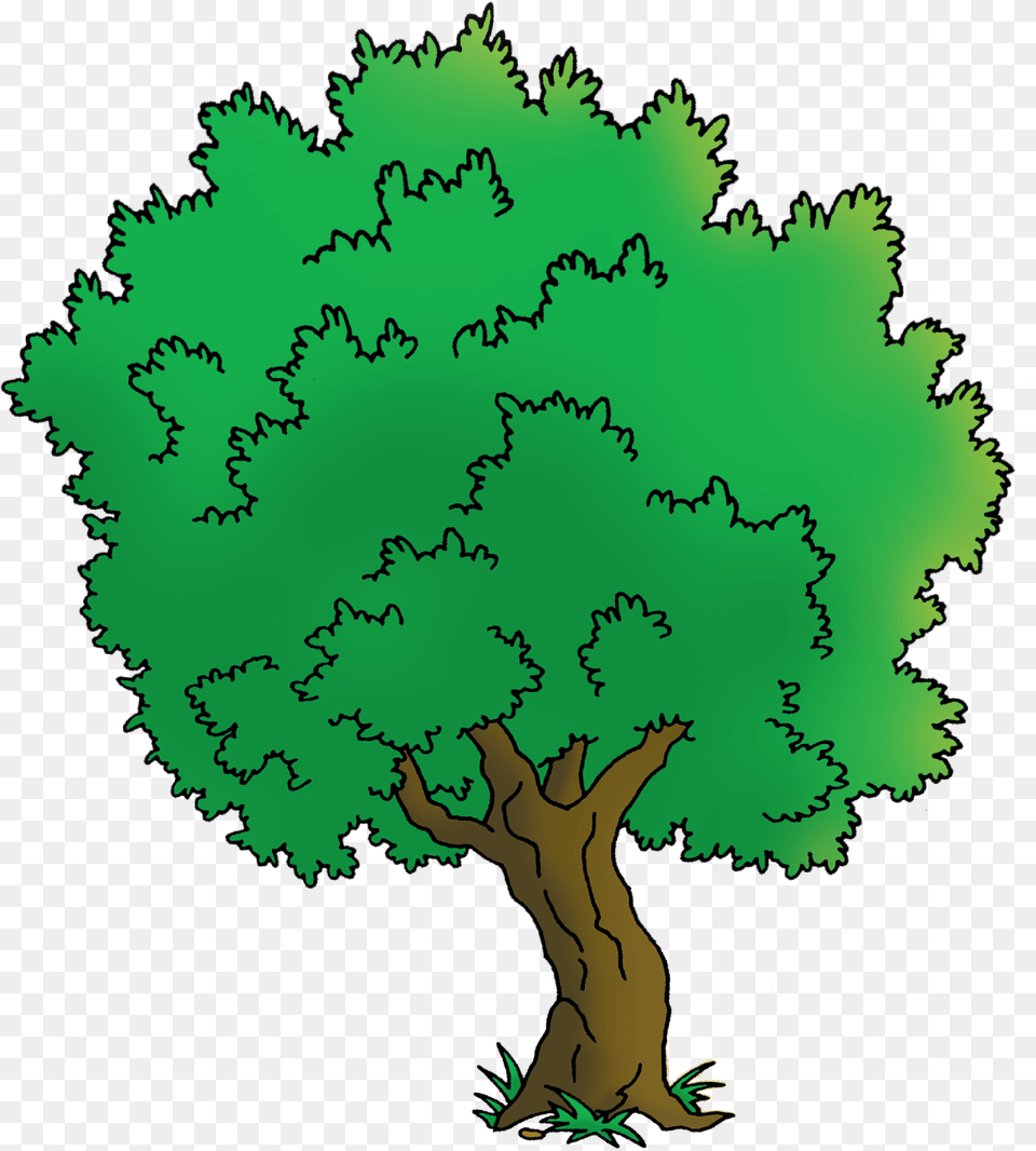 Oak, Green, Plant, Tree, Vegetation Free Png Download