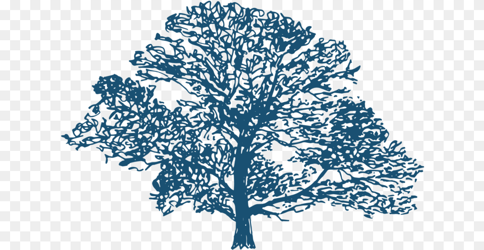 Oak, Tree, Sycamore, Plant, Outdoors Free Png