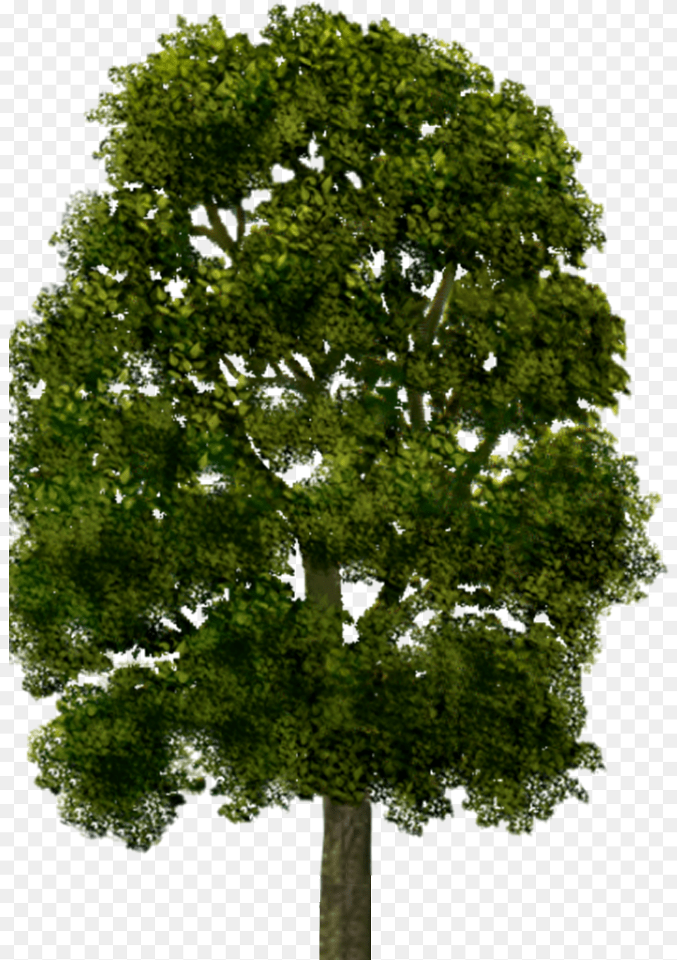 Oak, Plant, Tree Trunk, Tree, Sycamore Png