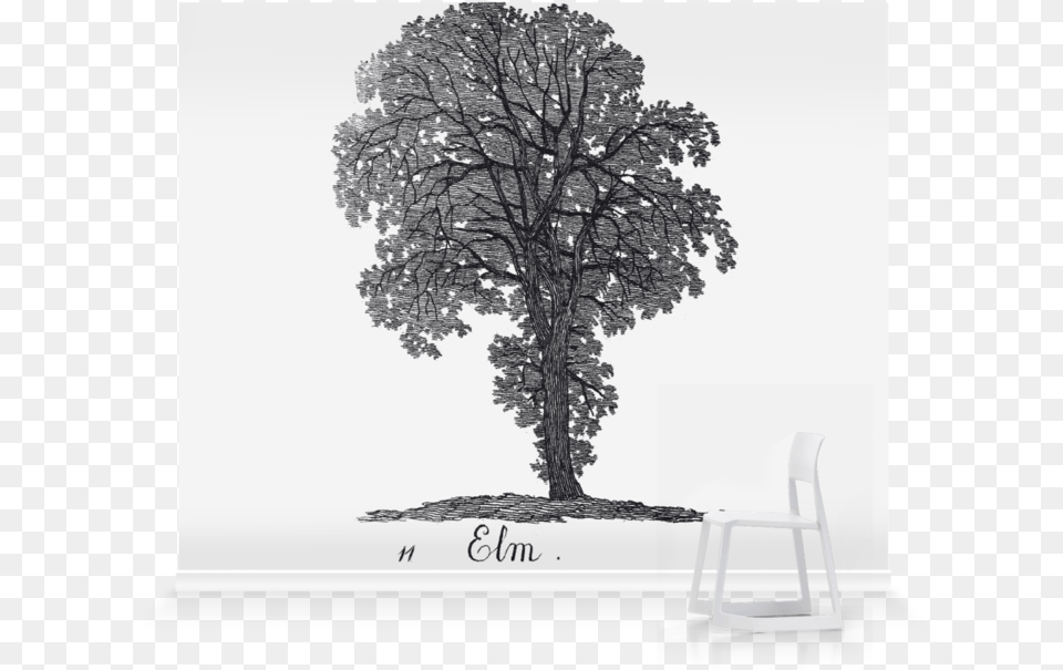 Oak, Art, Drawing, Plant, Tree Free Transparent Png