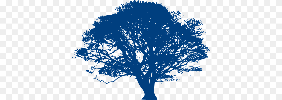 Oak Plant, Sycamore, Tree, Art Free Png