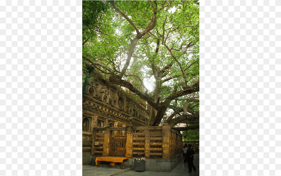 Oak, Nature, Arbour, Garden, Tree Png