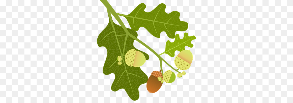 Oak Vegetable, Produce, Plant, Nut Free Png