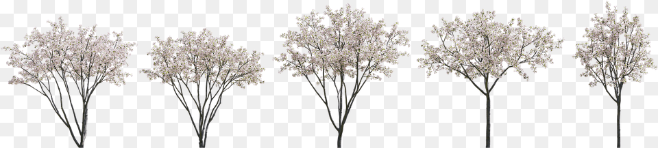 Oak, Flower, Plant, Ice, Nature Free Transparent Png