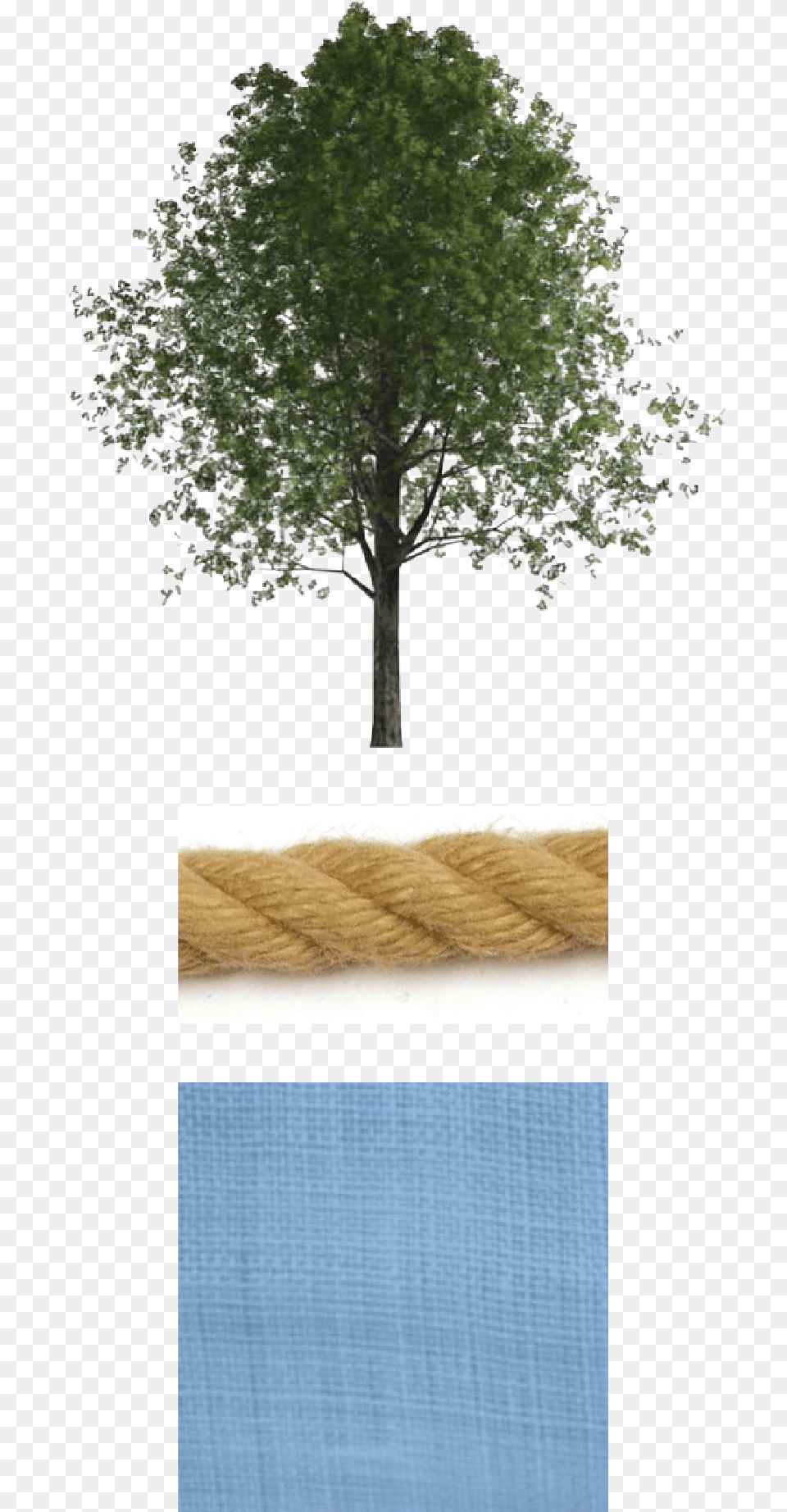 Oak, Tree Trunk, Tree, Sycamore, Plant Free Png