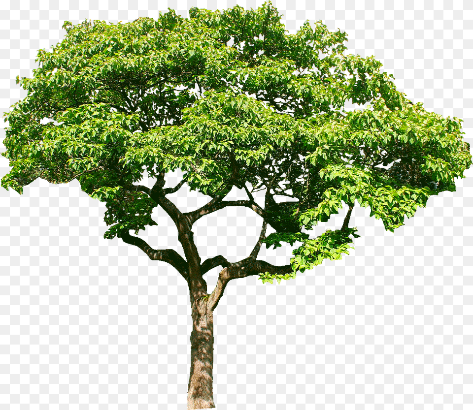 Oak, Plant, Potted Plant, Sycamore, Tree Png Image