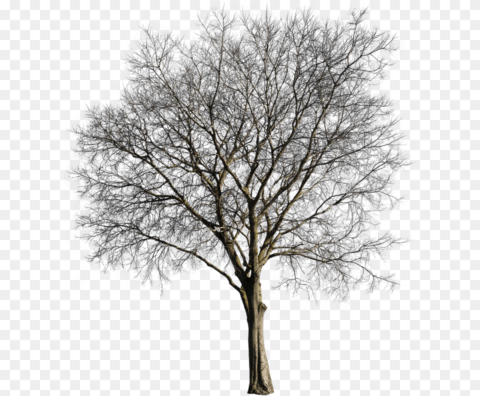 Oak, Plant, Tree, Tree Trunk, Sycamore Free Png