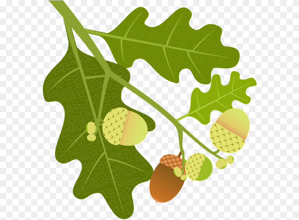Oak Acorns Branch Leaves Nature Tree Tree Fruit Foglie Quercia, Food, Grain, Nut, Plant Free Transparent Png