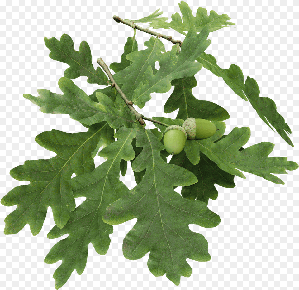 Oak Branch, Food, Nut, Plant, Produce Free Png