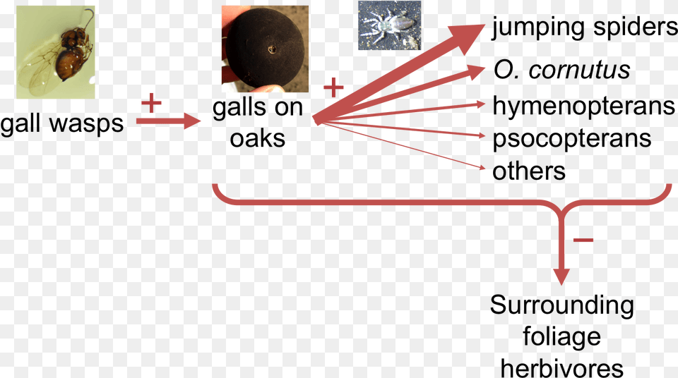 Oak Gall Interaction Pathway Diagram, Electronics, Hardware Free Png Download