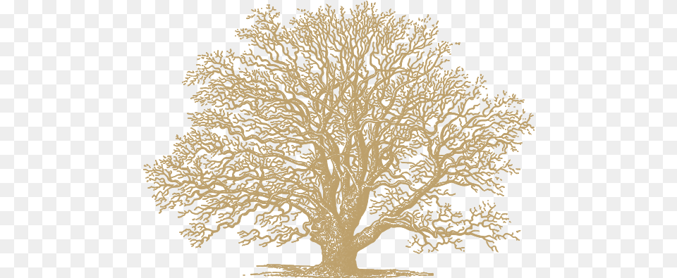Oak Gold Gold Oak Tree, Plant, Art, Sycamore, Drawing Free Png Download