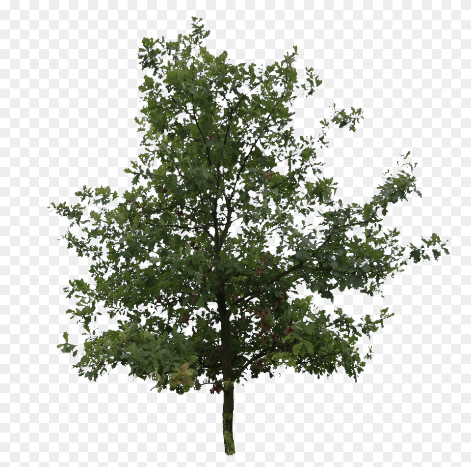Oak High Cut Out Tree Free Png