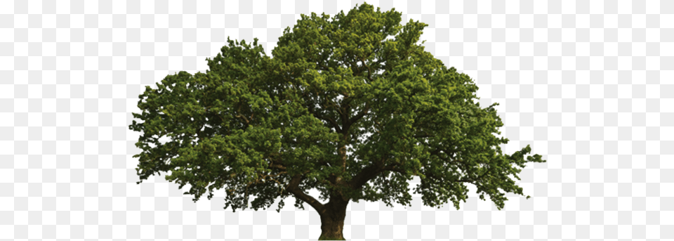 Oak Images All Oak Tree In Summer, Plant, Sycamore, Tree Trunk Png Image