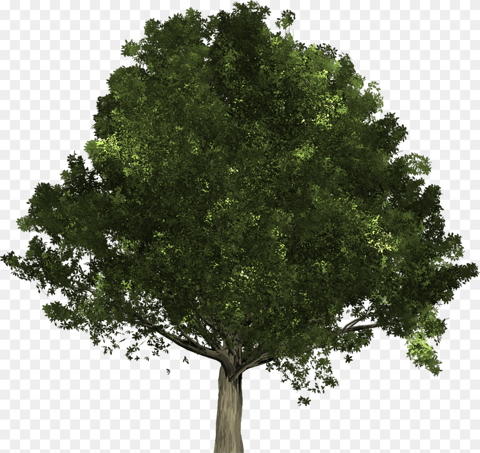 Oak Is A Type Of Deciduous Tree That Sheds All Its State Tree Of Ohio, Sycamore, Tree Trunk, Plant, Vegetation Free Png Download