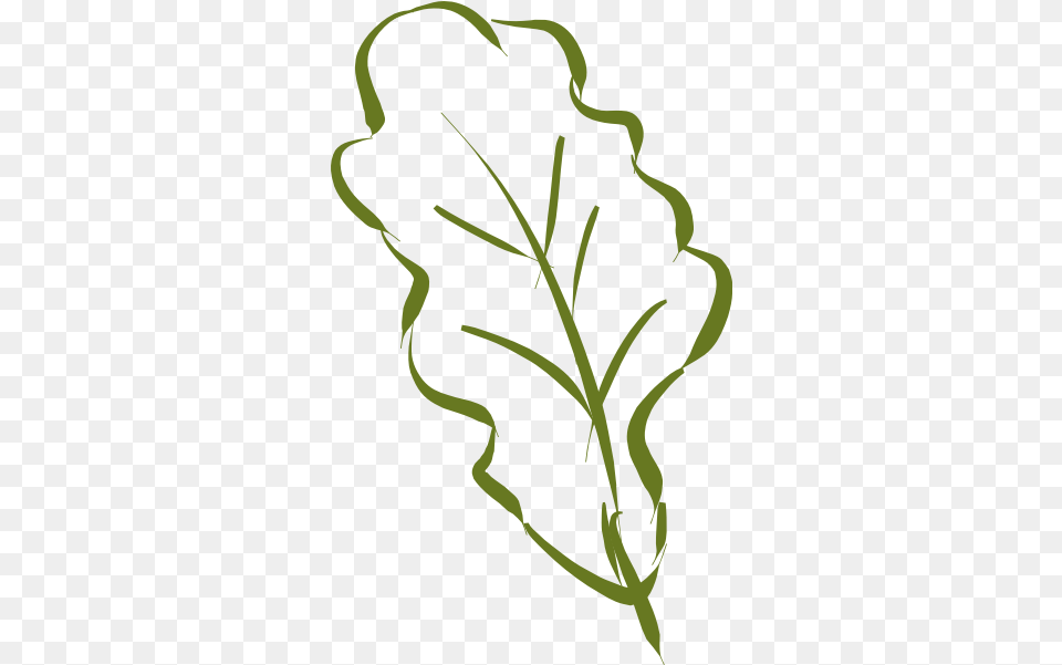 Oak Leaf, Plant, Person, Food, Produce Free Transparent Png