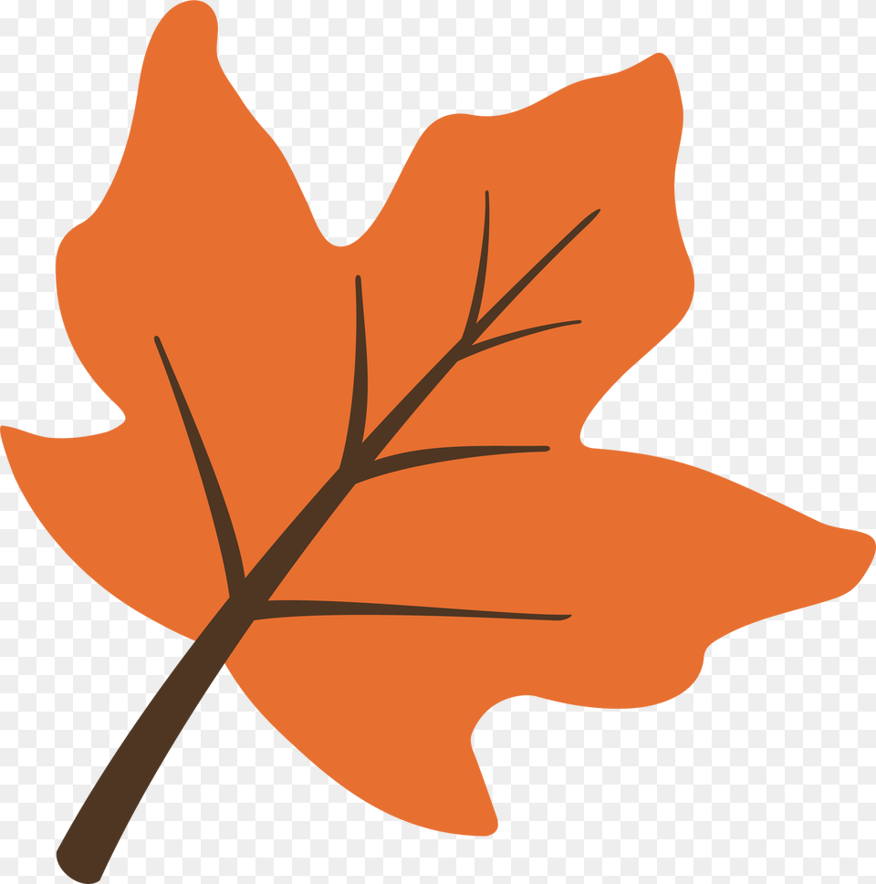 Oak Leaf, Maple Leaf, Plant, Tree, Person Png